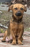Skye (AL)