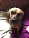 Skye (AL)