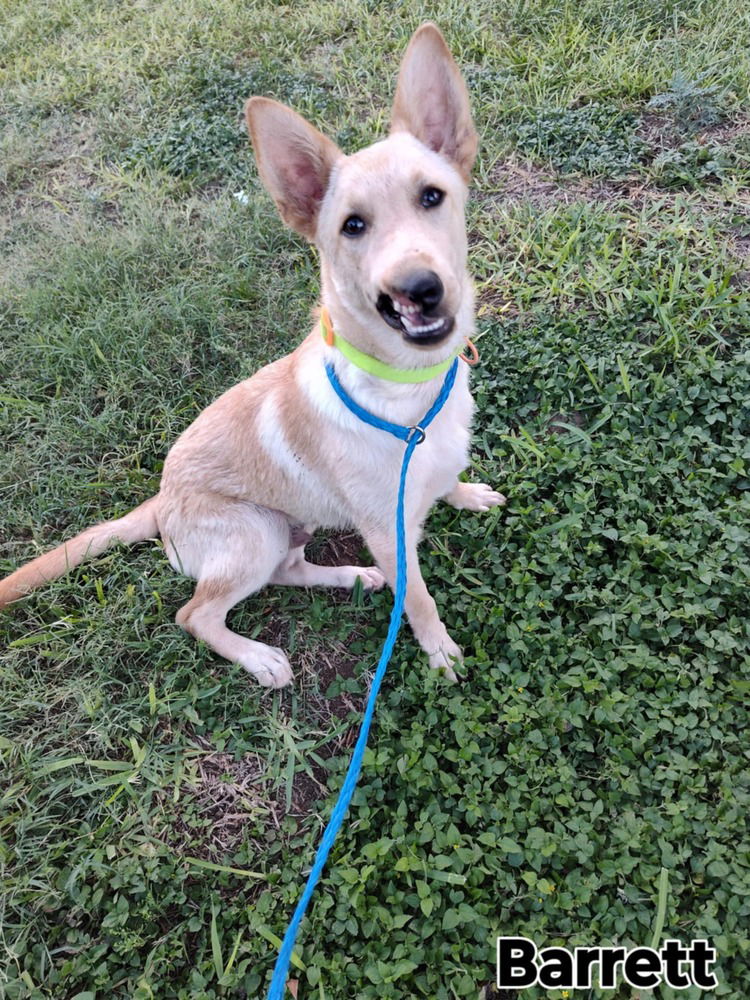 adoptable Dog in New York, NY named Barrett TX