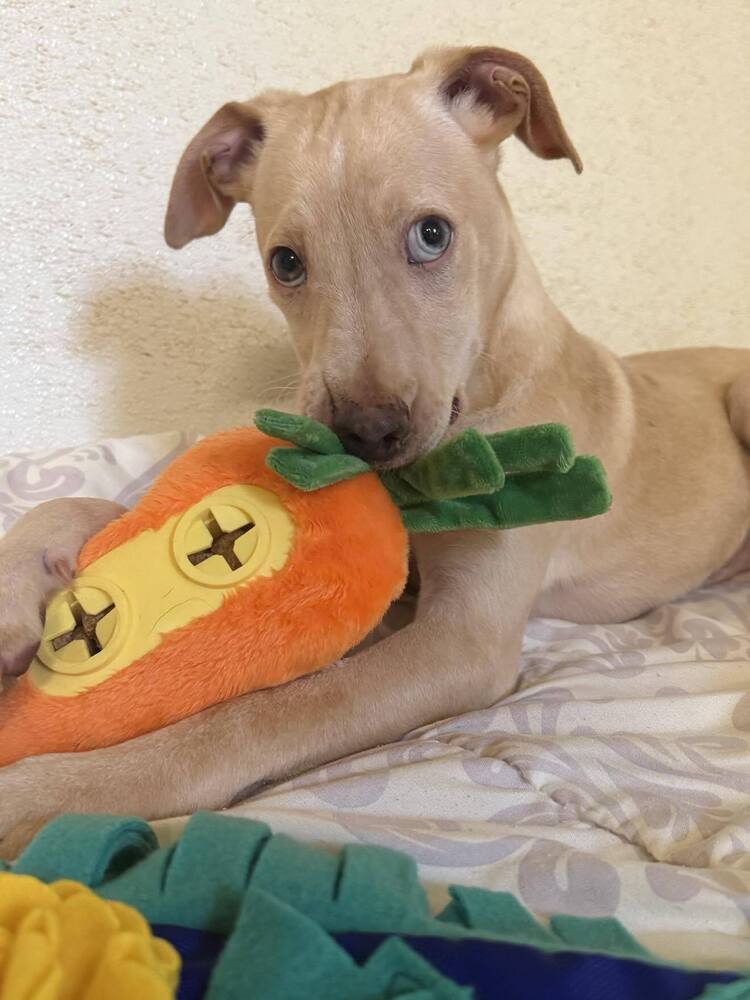 adoptable Dog in New York, NY named Jacob (GA)