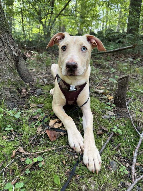 JACOB (GA) - Labrador Retriever available for adoption