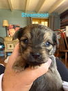 Steamboat (AL)