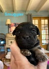 Smuggler (AL)