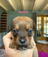 Sandy (AL)
