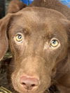 Piper (SC)