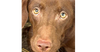 Piper (SC)