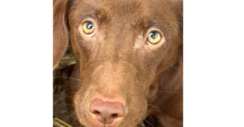 Piper (SC)