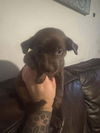 Prince (SC)