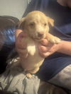 Peanut (SC)