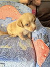 Peanut (SC)