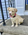 Peanut (SC)