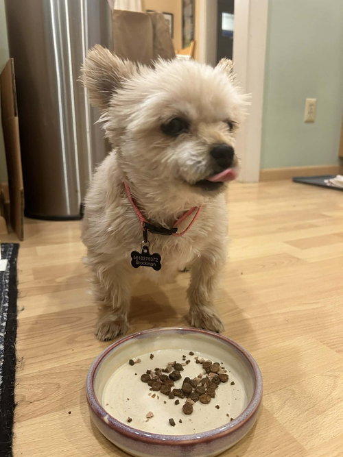 BABY DOLL (GA) - Yorkshire Terrier Yorkie available for adoption