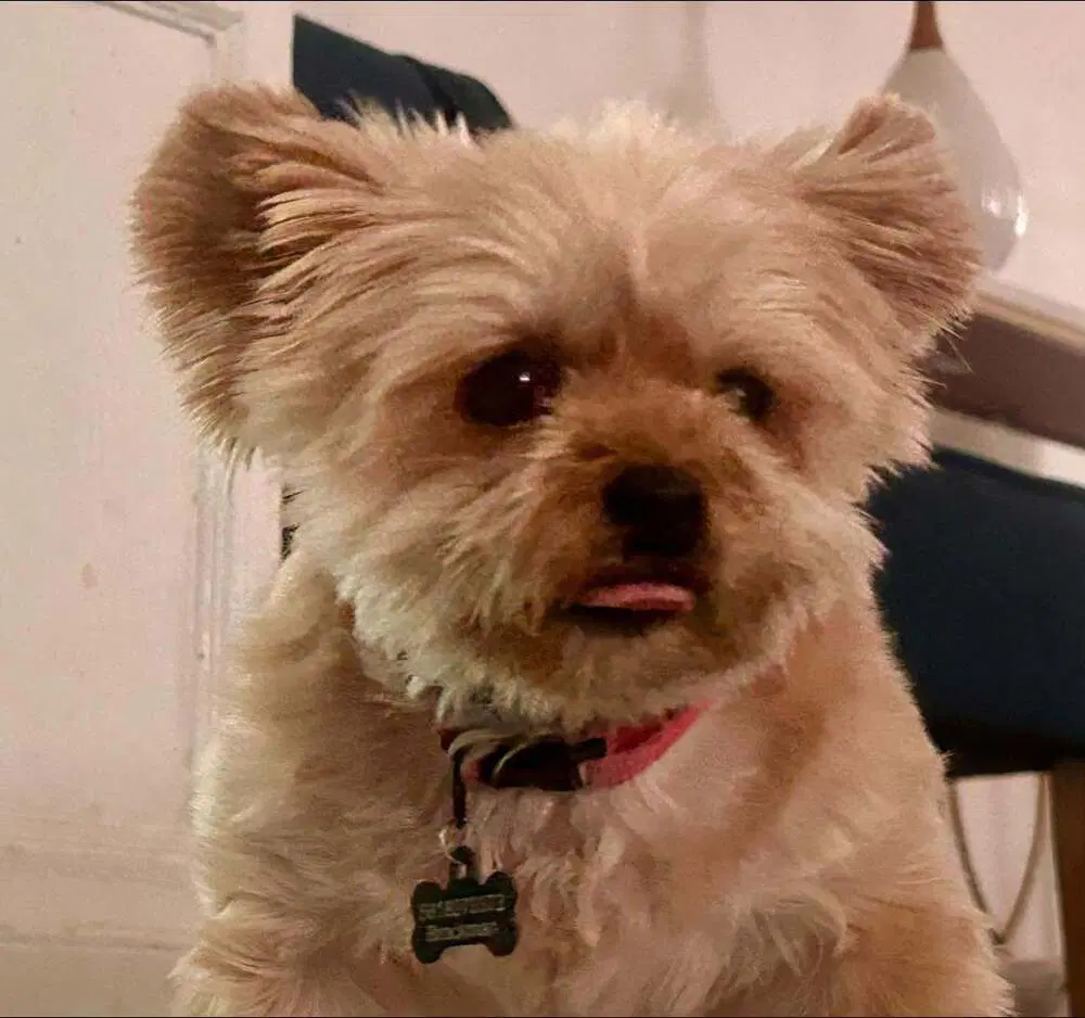 Baby Doll Ga - Yorkshire Terrier Yorkie