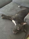Missy TX