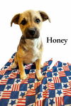 Honey (TX)