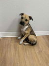 adoptable Dog in New York, NY named Honey (TX)