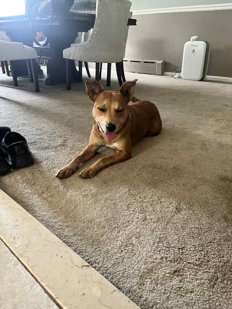 adoptable Dog in New York, NY named Maple (TX)