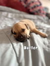 Butter (TX)
