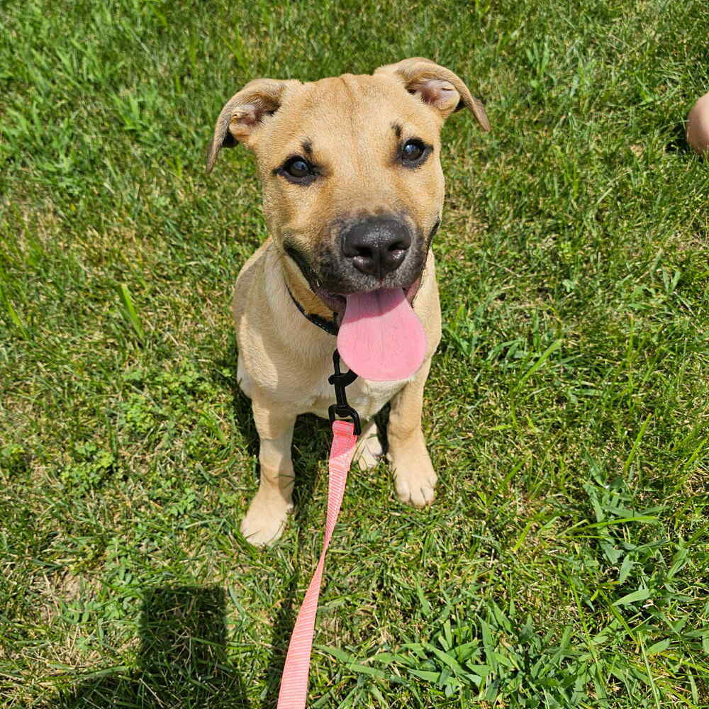 adoptable Dog in New York, NY named Butter (TX)