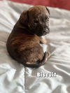 Biscuit (TX)