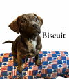 Biscuit (TX)