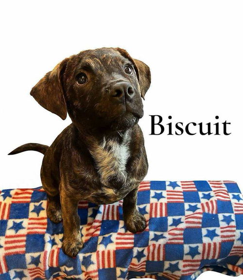 Biscuit (TX)