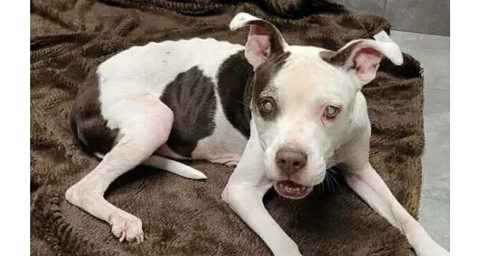 Marge Tx - Boxer