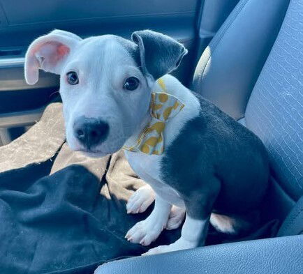 adoptable Dog in New York, NY named Crumpet (SC)