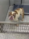 Georgie (SC)
