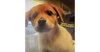 Nala (GA)