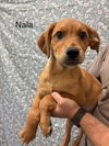 Nala (GA)