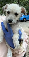 adoptable Dog in  named Lulu (AL)
