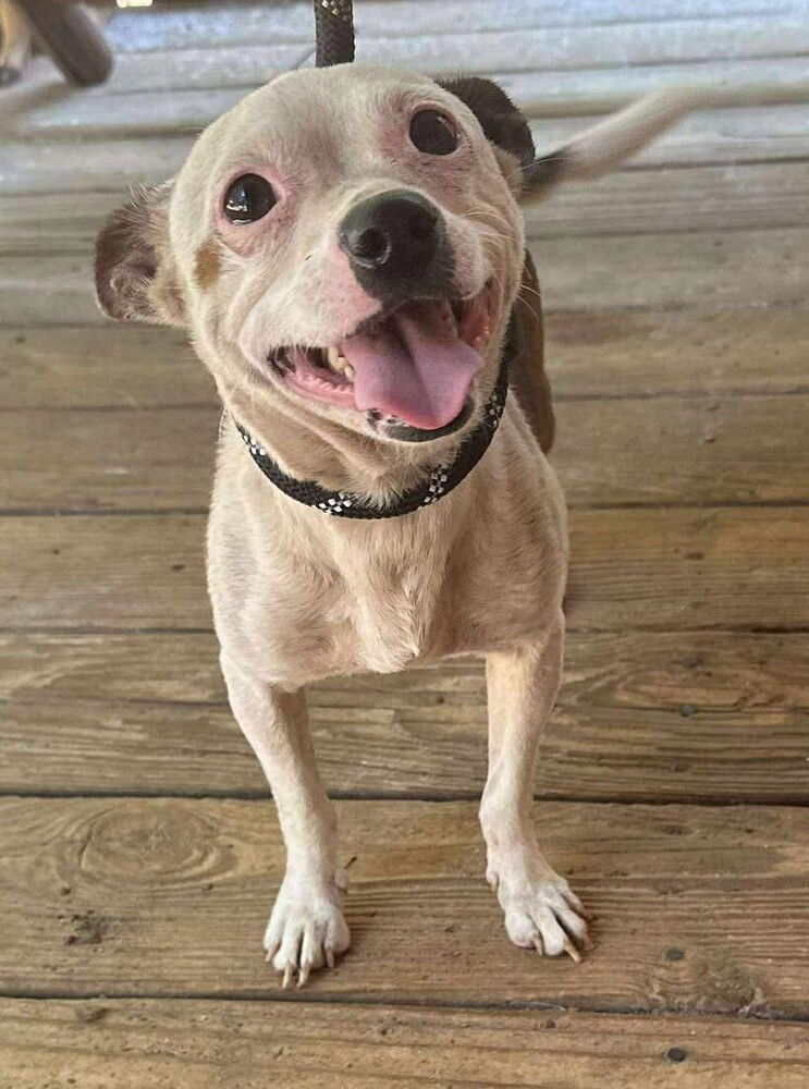 adoptable Dog in New York, NY named Charlie (AL)