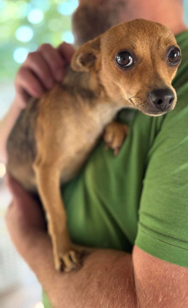 adoptable Dog in New York, NY named Lizzy (AL)