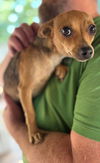 adoptable Dog in New York, NY named Lizzy (AL)