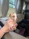 Dixie (NY)