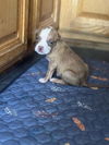Dixie (NY)