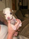 Pixie (NY)