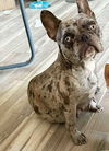 adoptable Dog in , NY named Ivy TX