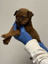 adoptable Dog in , NY named Reese (AL) copy #1