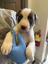 adoptable Dog in  named Sonny (GA)