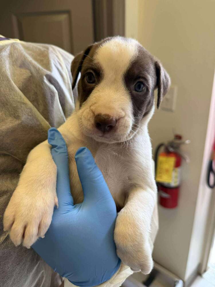 adoptable Dog in New York, NY named Sonny (GA)