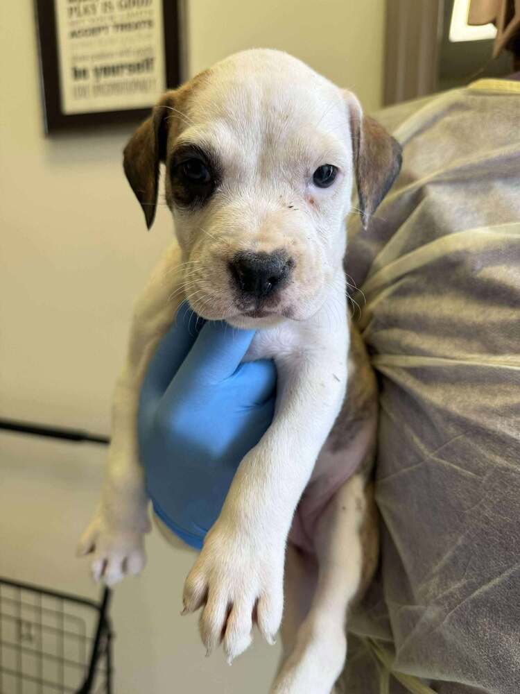 adoptable Dog in New York, NY named Cher (GA)
