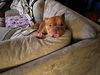 adoptable Dog in , NY named Paris (GA)