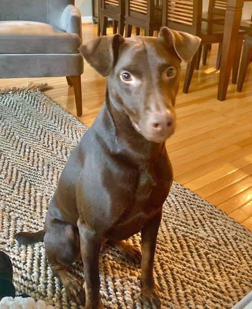 DILLON (MD) - Doberman Pinscher / Labrador Retriever available for adoption