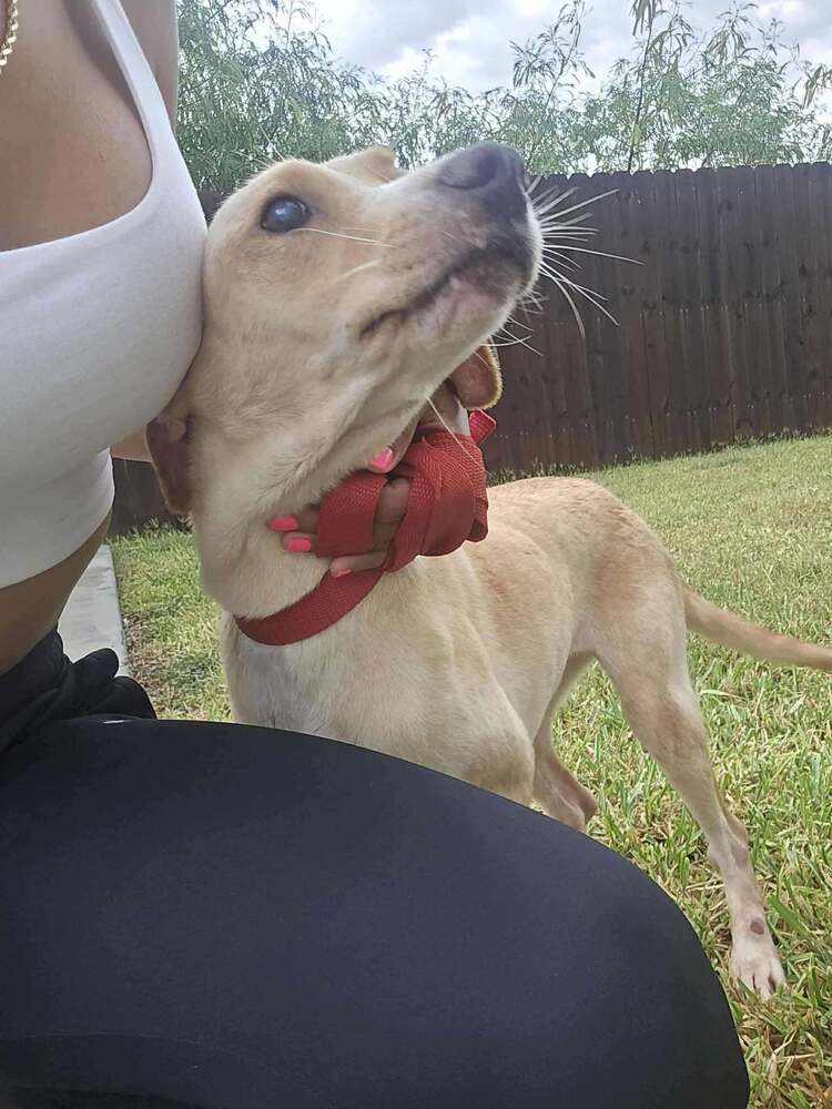 Lucy TX Image
