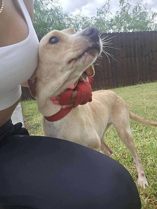 LUCY TX - Labrador Retriever available for adoption
