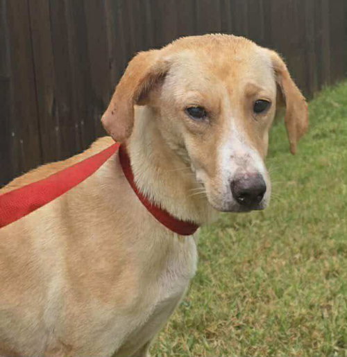 LUCY TX - Labrador Retriever available for adoption