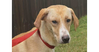 Lucy (TX) - Photo 1