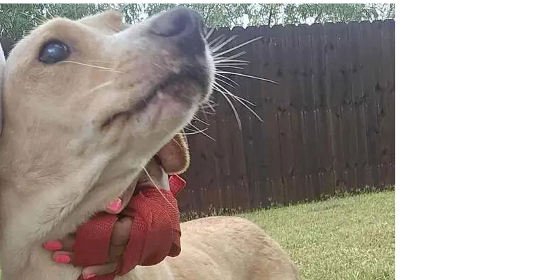Lucy Tx image 2